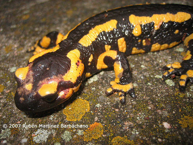 Salamandra salamandra fastuosa/bejarae